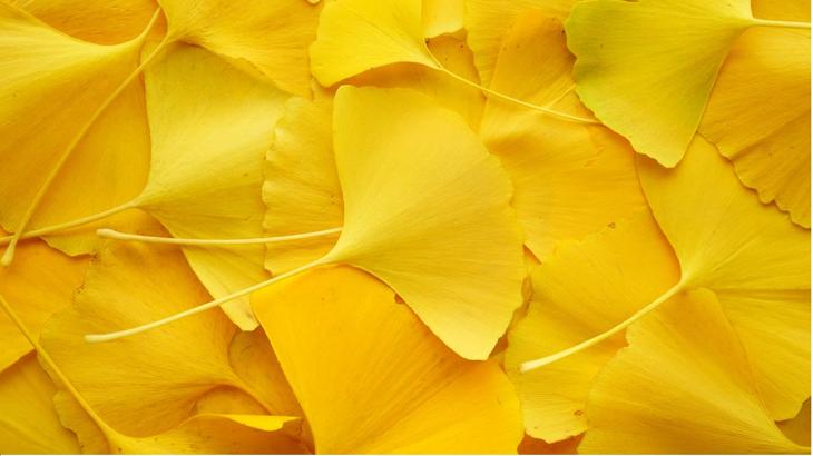 次のgafaを探しています 第17回 ギンコ バイオワークス Dna 生きた化石 いまから投資